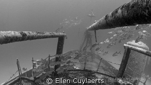 Horse Eyed Jacks at Ex-USS Kittiwake by Ellen Cuylaerts 